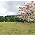 2016-05-鹿鳴溫泉洒店(花旗木)7.jpg