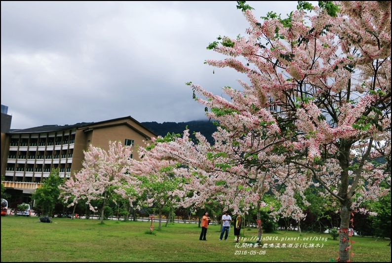 2016-05-鹿鳴溫泉洒店(花旗木)15.jpg