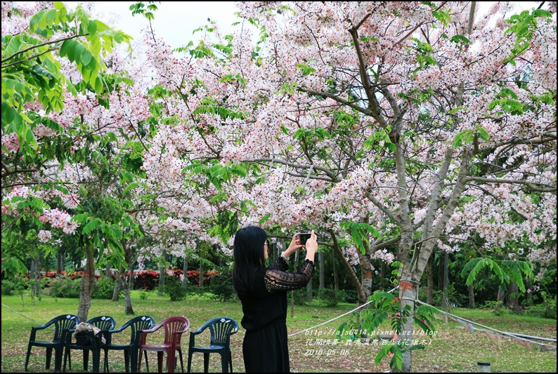 2016-05-鹿鳴溫泉洒店(花旗木)22.jpg