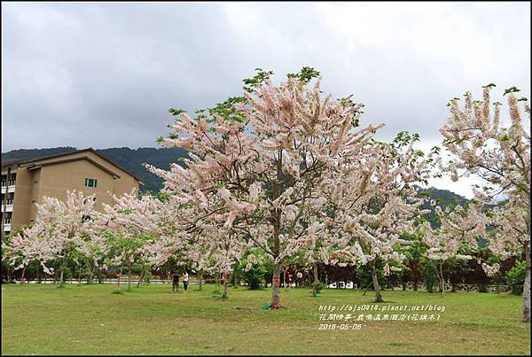 2016-05-鹿鳴溫泉洒店(花旗木)24.jpg