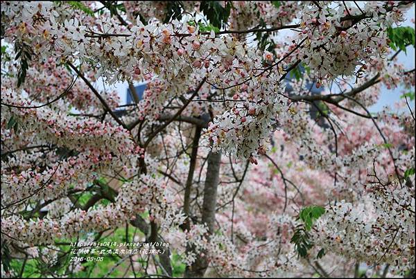 2016-05-鹿鳴溫泉洒店(花旗木)25.jpg