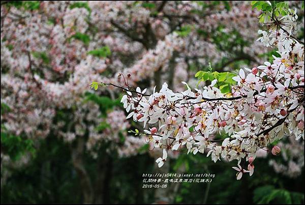 2016-05-鹿鳴溫泉洒店(花旗木)26.jpg