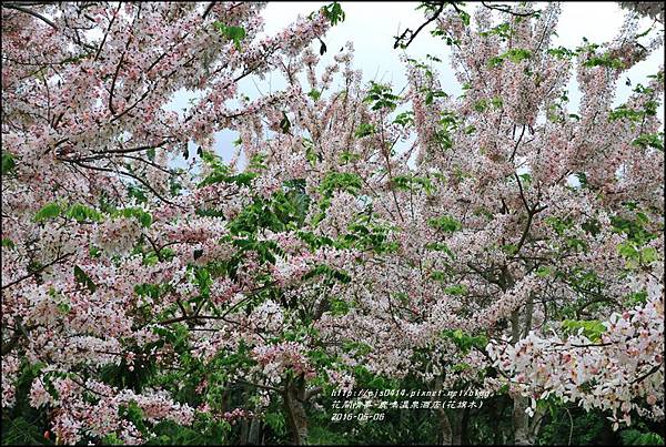 2016-05-鹿鳴溫泉洒店(花旗木)27.jpg