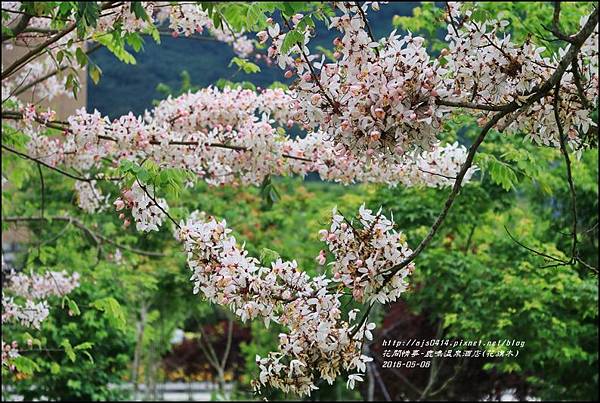 2016-05-鹿鳴溫泉洒店(花旗木)28.jpg