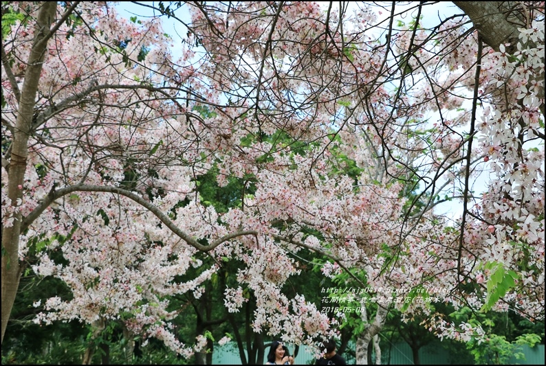 2016-05-鹿鳴溫泉洒店(花旗木)30.jpg