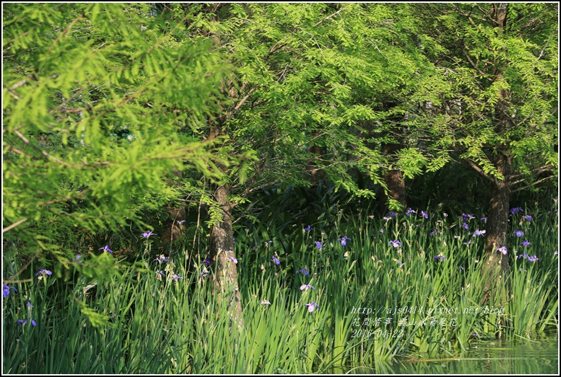 2016-雲山水鳶尾花2.jpg