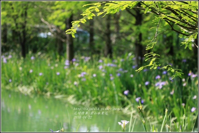 2016-雲山水鳶尾花13.jpg