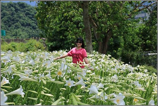 2016-瑞穗泛舟遊客中心百合花23.jpg