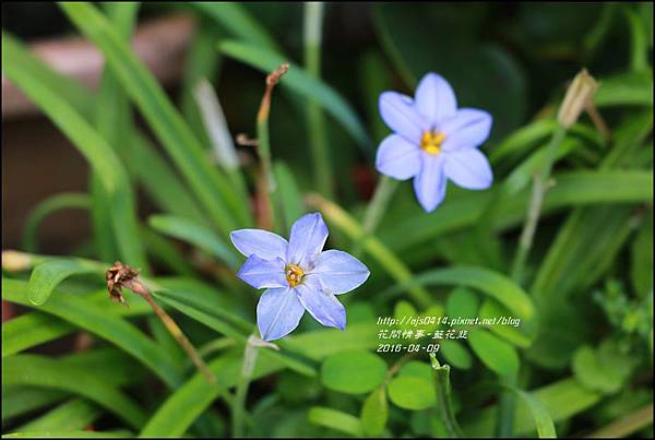 2016-05-藍花韭1.jpg