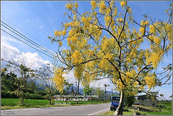 193縣道阿勃勒30-2016-05.jpg