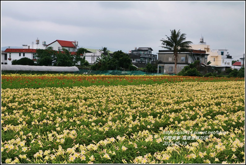 2016年嘉德萱草花田2.jpg