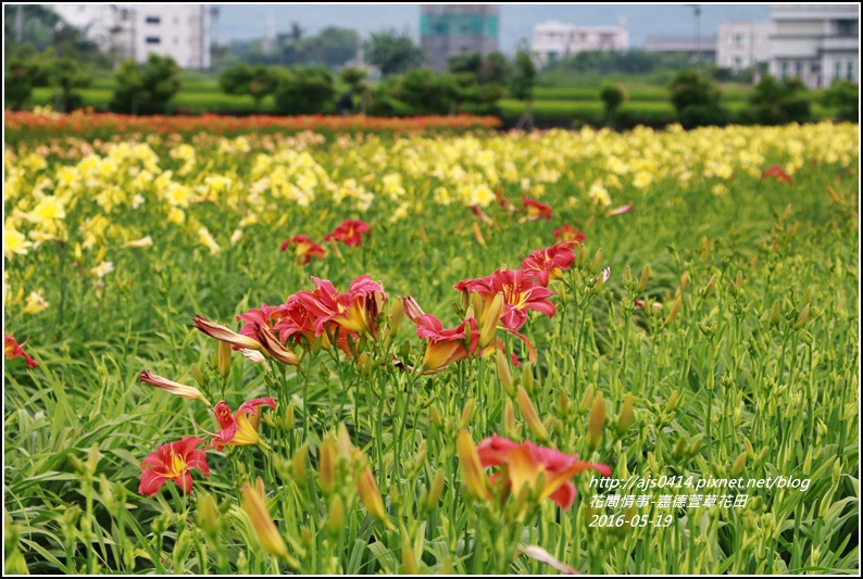 2016年嘉德萱草花田3.jpg