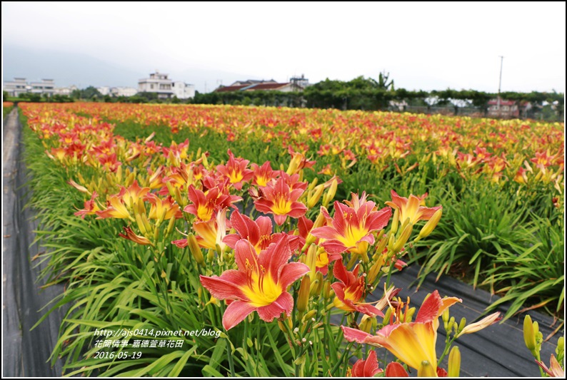 2016年嘉德萱草花田9.jpg