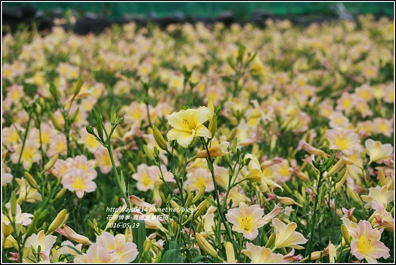 2016年嘉德萱草花田19.jpg