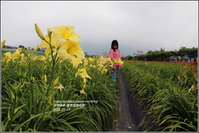 2016年嘉德萱草花田30.jpg