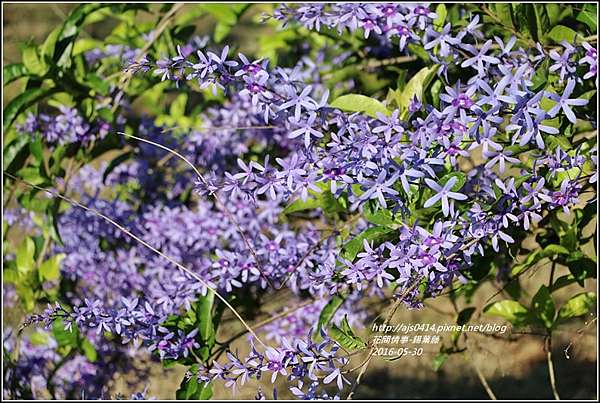 驚鴻一瞥之錫葉藤 藍花藤 許願藤 大女孩的花間情事 痞客邦