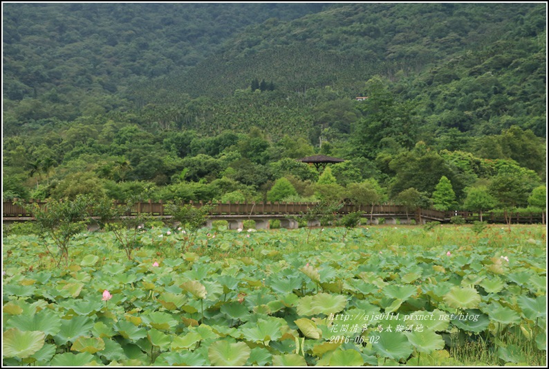 馬太鞍濕地-105-06-13.jpg