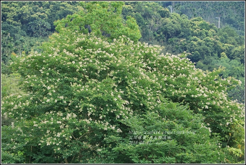 馬太鞍濕地-105-06-20.jpg