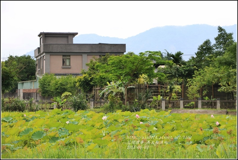 馬太鞍濕地-105-06-19.jpg