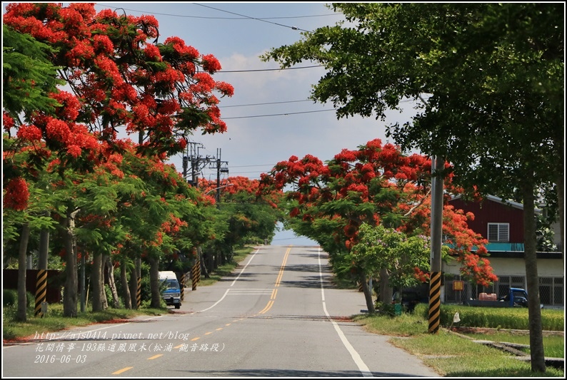 縣道193鳳凰木-2016-06-02.jpg