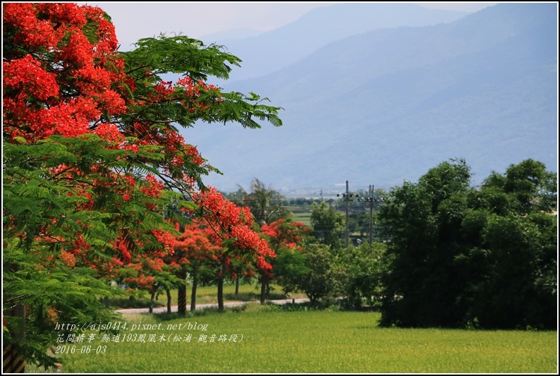 縣道193鳳凰木-2016-06-18.jpg