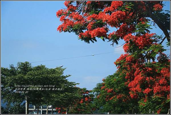 縣道193鳳凰木-2016-06-31.jpg