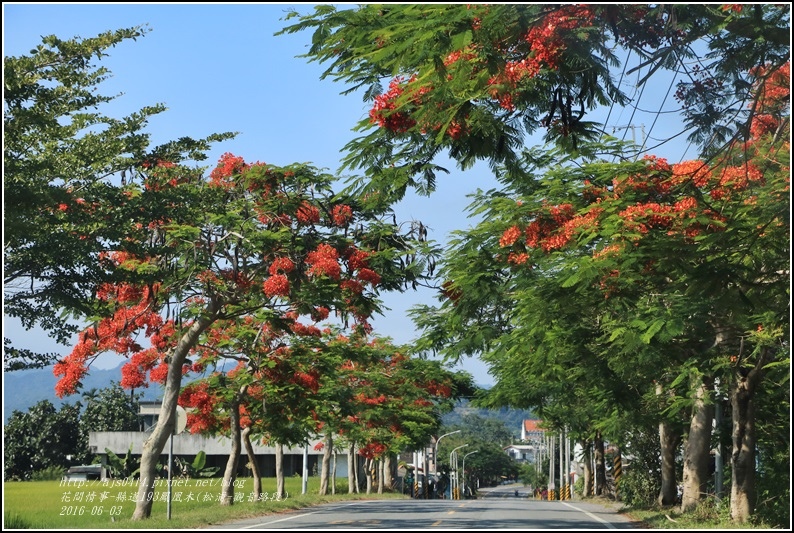 縣道193鳳凰木-2016-06-32.jpg