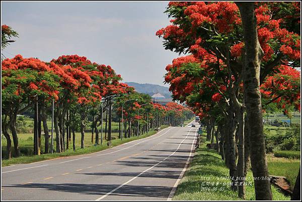 富里路段鳳凰木-2016-06-01.jpg