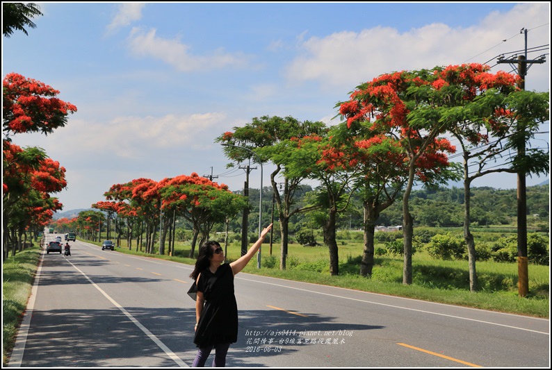 富里路段鳳凰木-2016-06-09.jpg