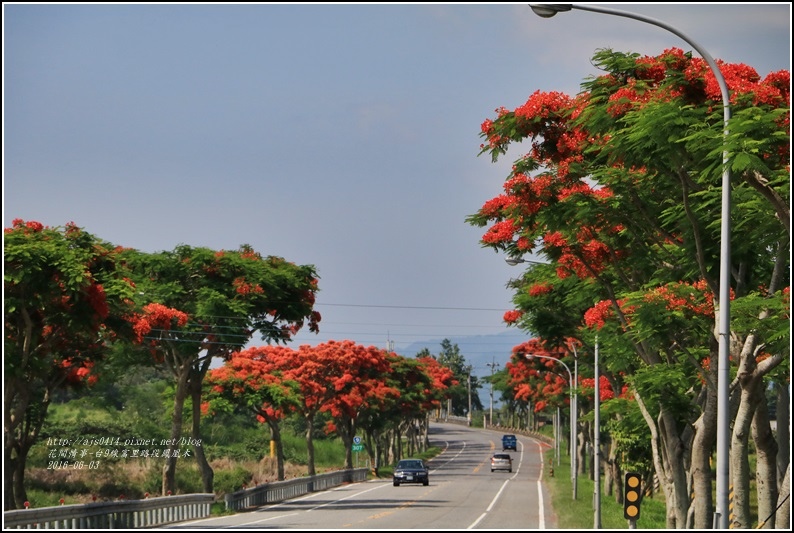 富里路段鳳凰木-2016-06-30.jpg