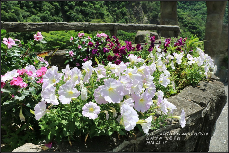 天龍吊橋-2016-05-27.jpg