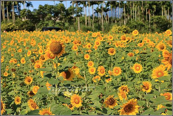 北迴歸線向日葵花海-2016-06-06.jpg