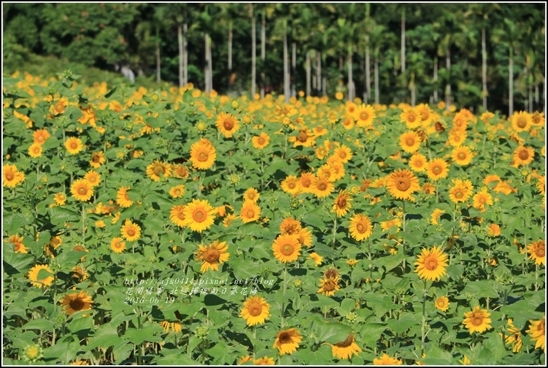 北迴歸線向日葵花海-2016-06-10.jpg