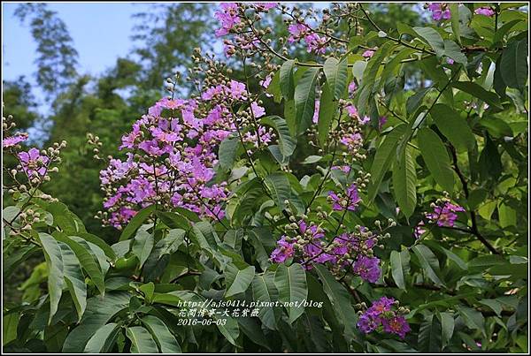 大花紫薇-2016-06-01.jpg