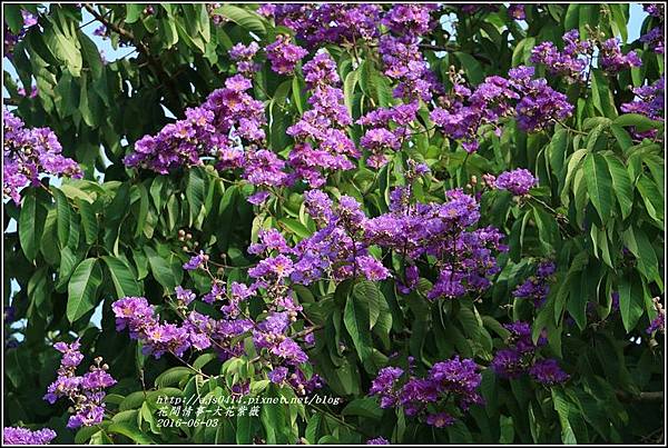 大花紫薇-2016-06-17.jpg