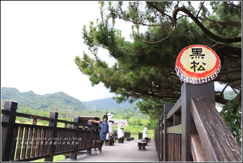 台東忠孝國小黑松-2016-06-09.jpg