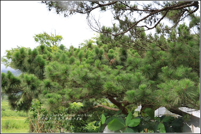 台東忠孝國小黑松-2016-06-20.jpg