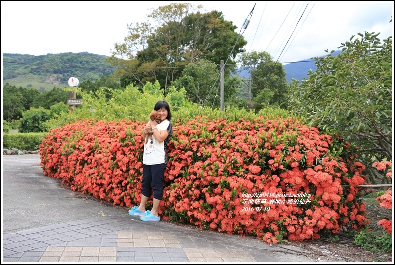 仙丹花小徑02.jpg