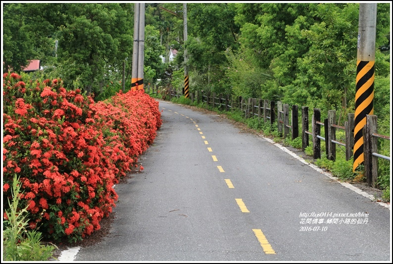 仙丹花小徑04.jpg