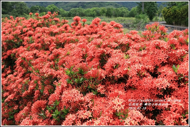 仙丹花小徑09.jpg