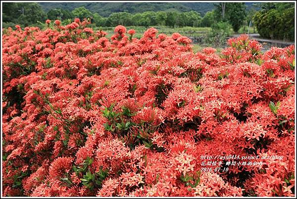 仙丹花小徑09.jpg