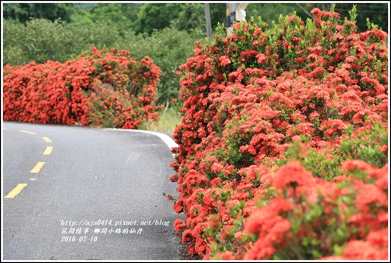 仙丹花小徑11.jpg