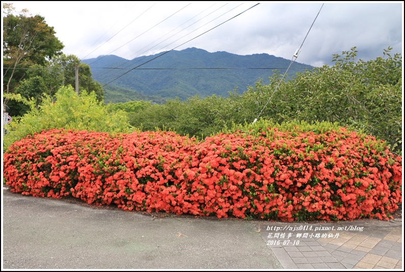 仙丹花小徑22.jpg