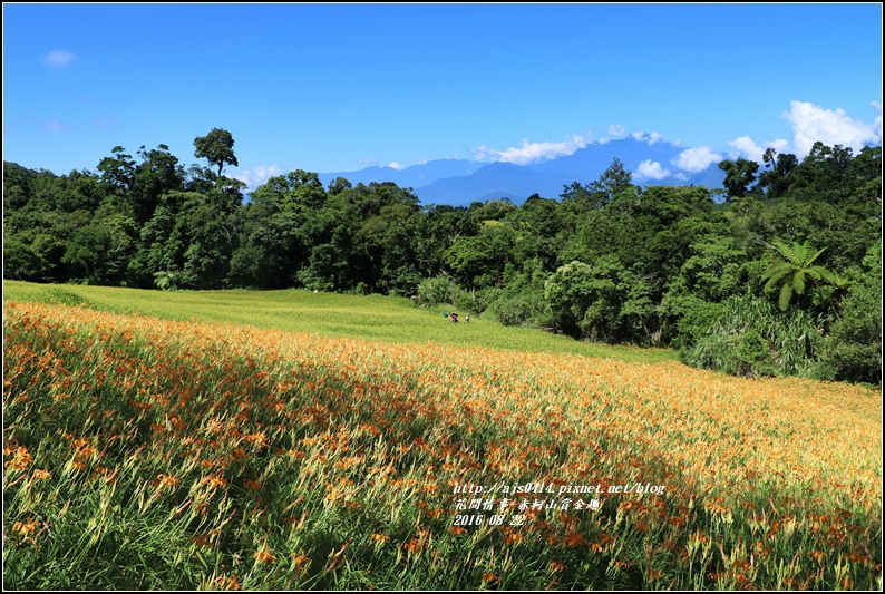 赤柯山賞金趣(金針花海)-2016-08-40.jpg