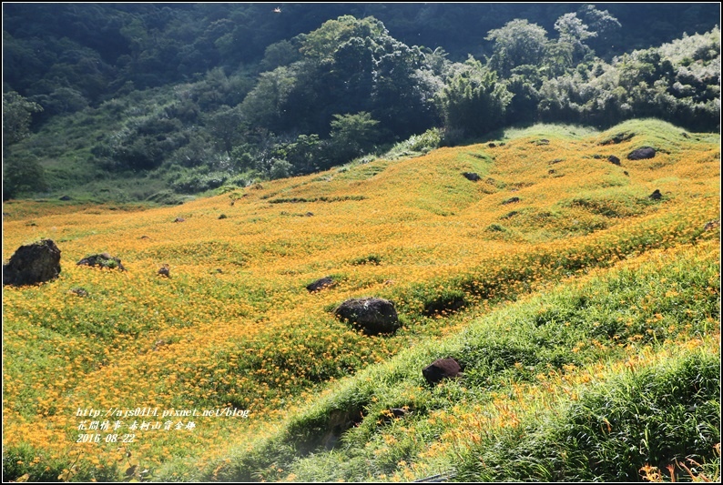 赤柯山賞金趣(金針花海)-2016-08-51.jpg