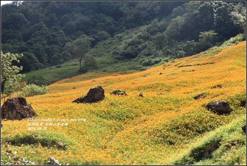 赤柯山賞金趣(金針花海)-2016-08-52.jpg