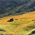 赤柯山賞金趣(金針花海)-2016-08-52.jpg