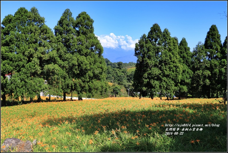 赤柯山賞金趣(金針花海)-2016-08-56.jpg