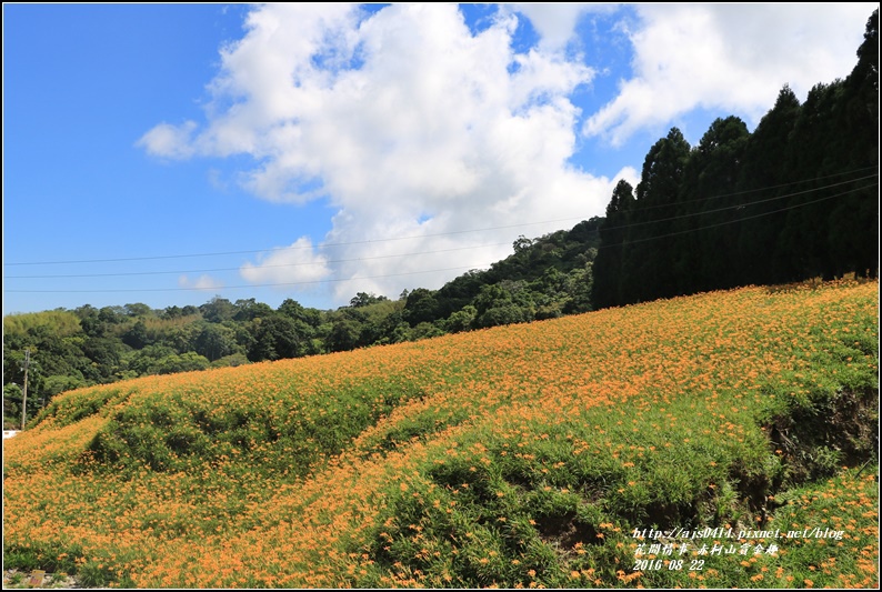 赤柯山賞金趣(金針花海)-2016-08-60.jpg