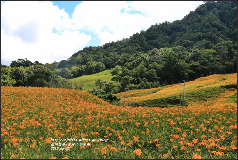 赤柯山賞金趣(金針花海)-2016-08-61.jpg